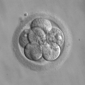 Фото эмбриона 3 недели беременности