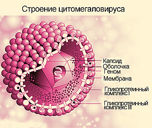 Цитомегаловирусная инфекция, её опасность для мужчин и женщин