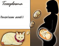 Токсоплазмоз и беременность - источники заражения, симптомы, лечение