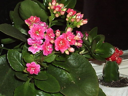 Домашние цветы каланхоэ