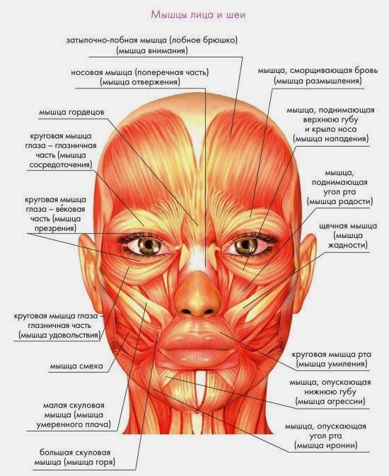 Схематическое изображение мышц на лице