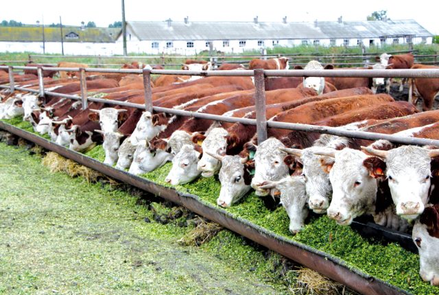 Мясо бычков на травяном откорме