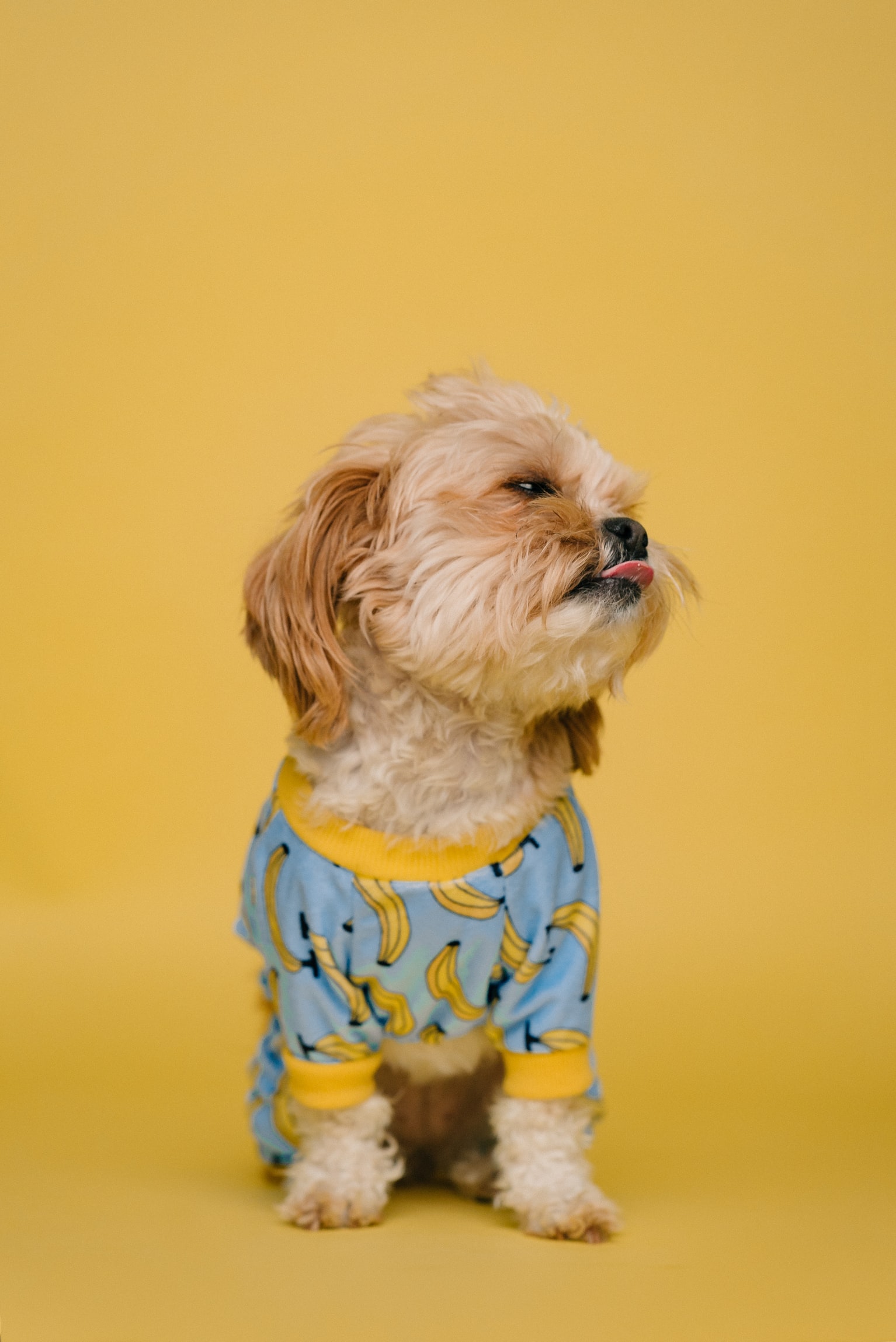 Не только верные, но и забавные: 20 фото смешных собак, от которых становится тепло на душе