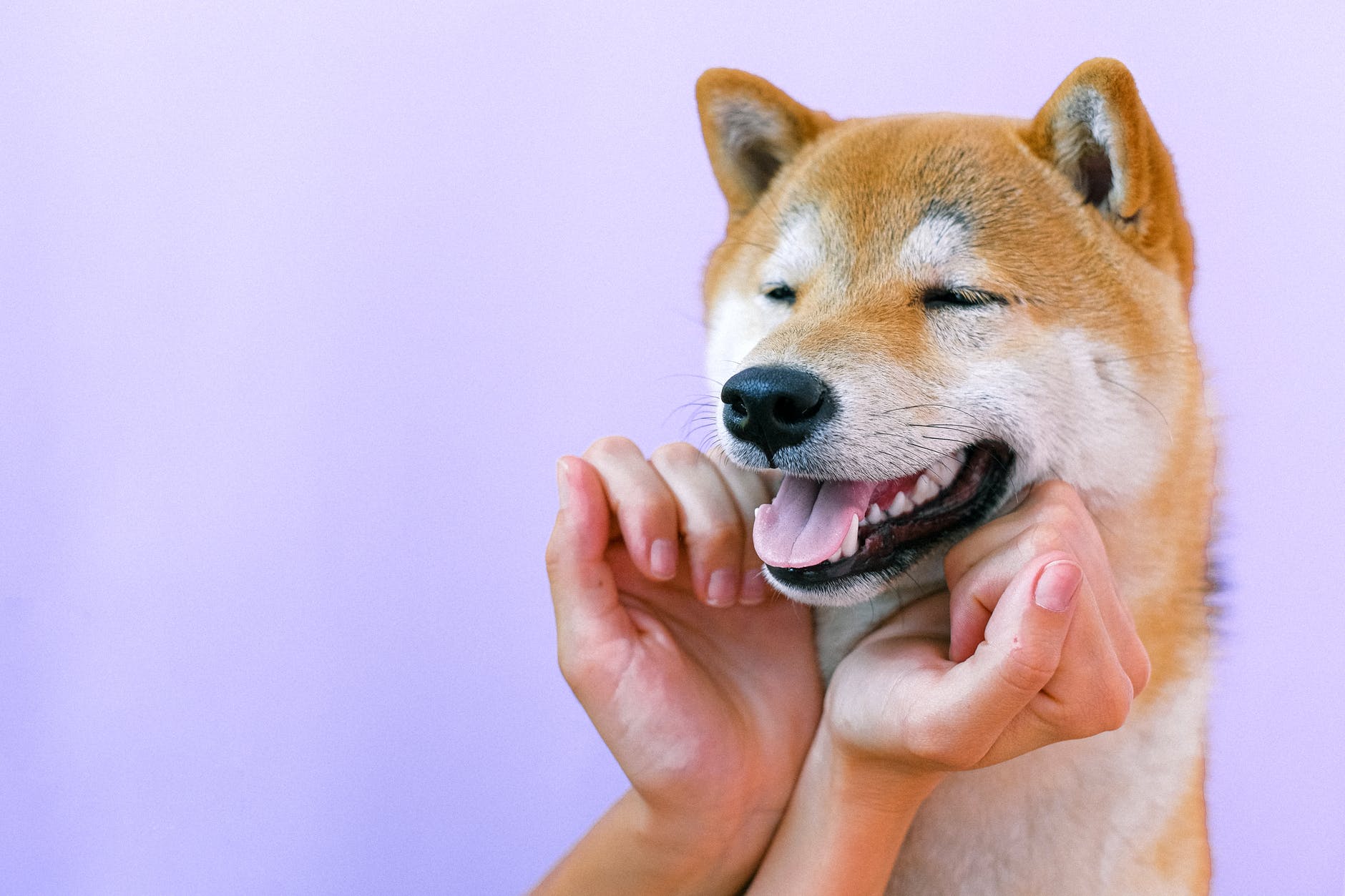 Не только верные, но и забавные: 20 фото смешных собак, от которых становится тепло на душе