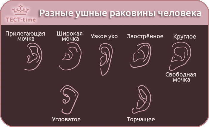 тест форма уха