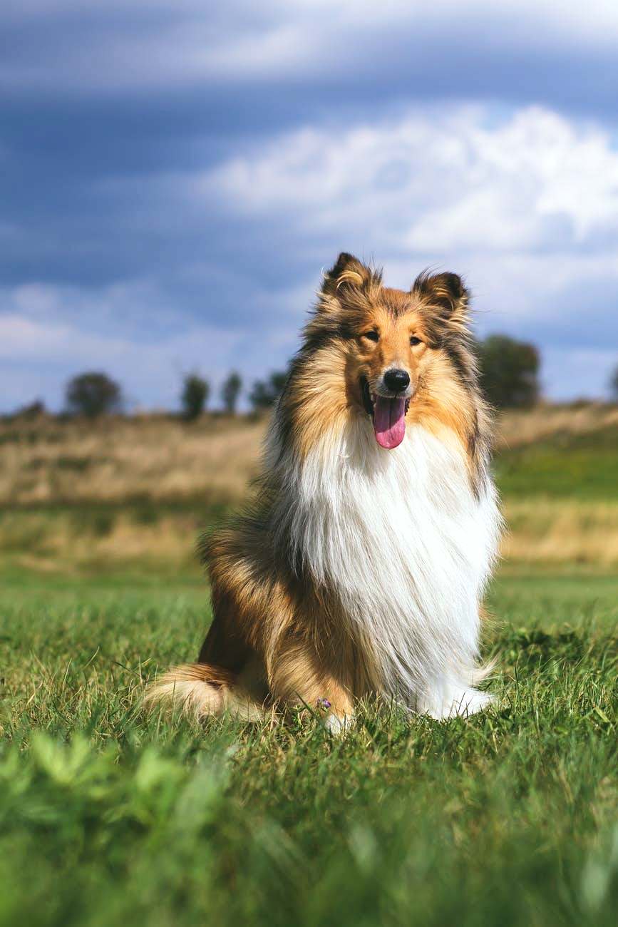 20 самых красивых собак по версии Colady